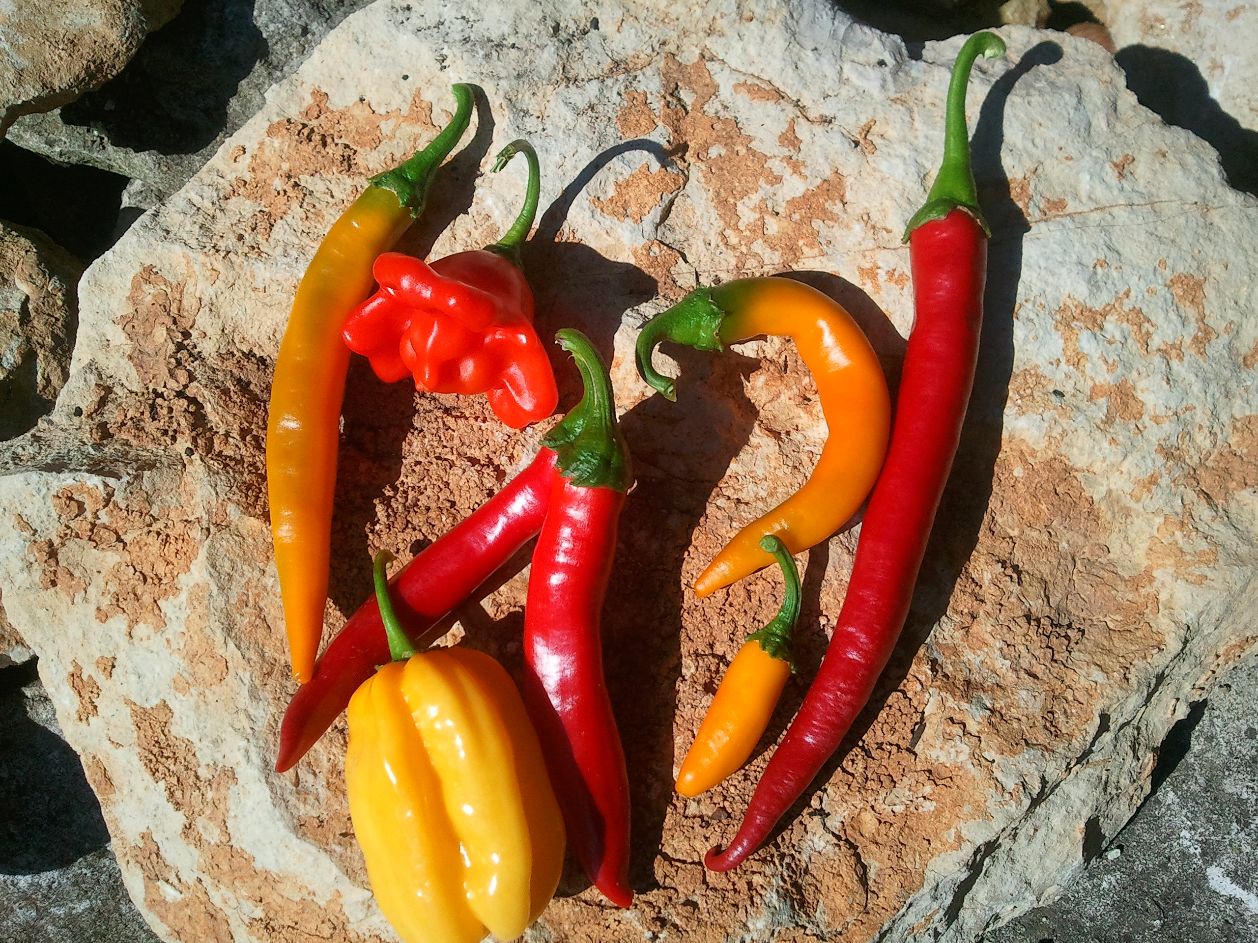 Chiligarten Reutlingen