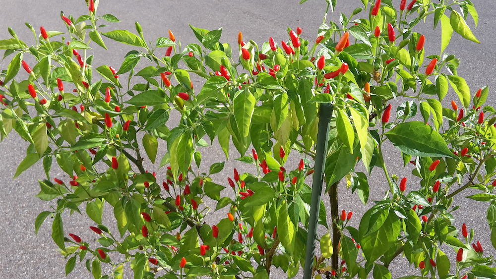 Chiligarten Reutlingen