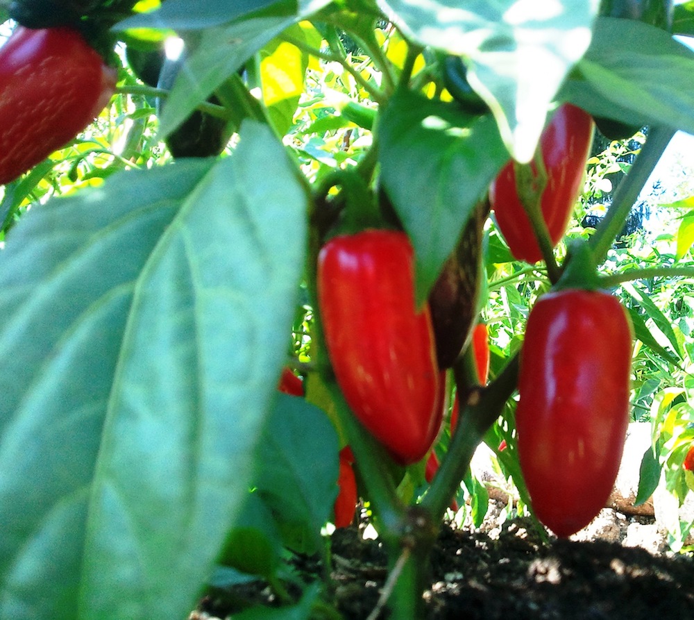 Chiligarten Reutlingen