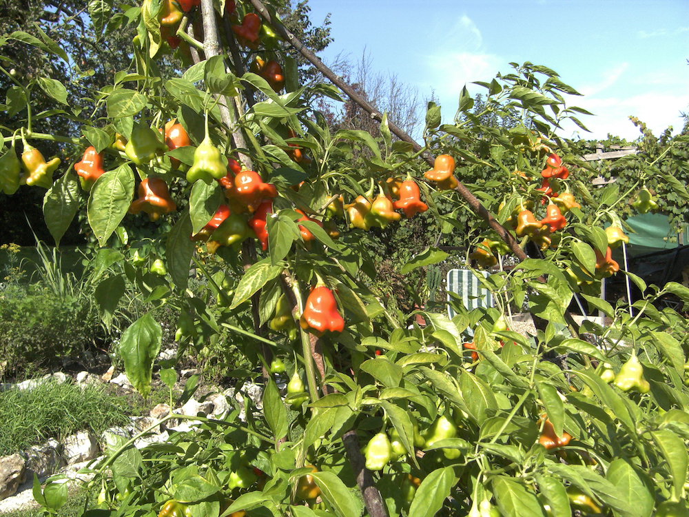 Chiligarten Reutlingen