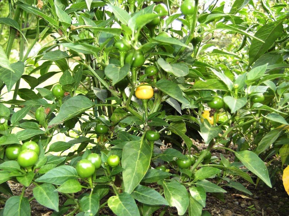 Chiligarten Reutlingen