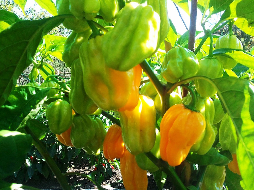 Chiligarten Reutlingen