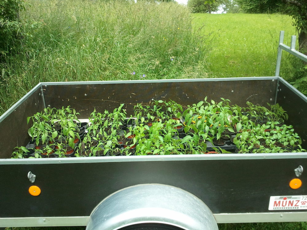 Chiligarten Reutlingen