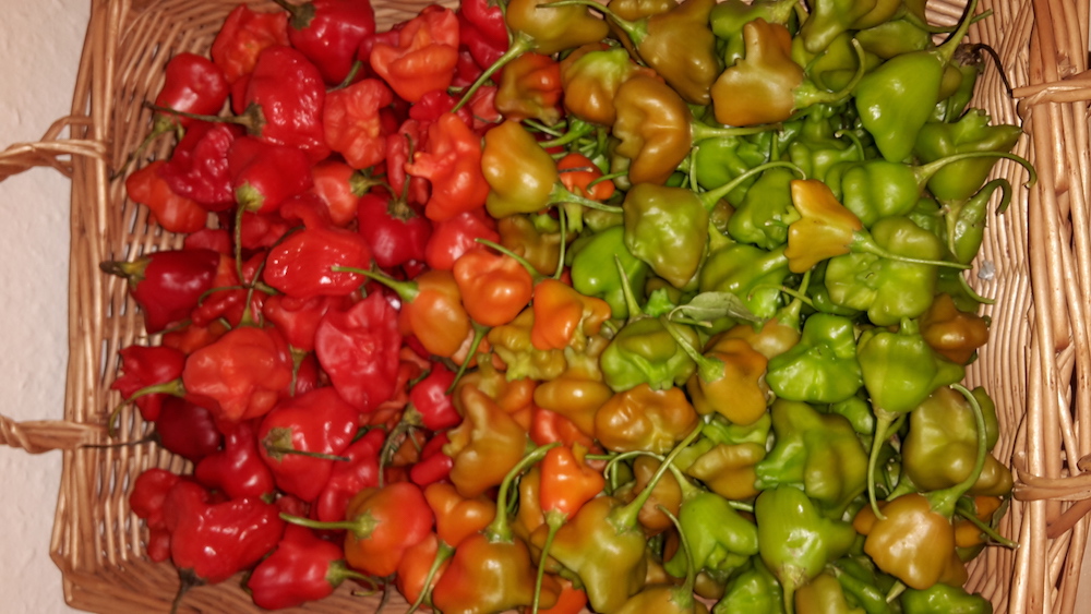 Chiligarten Reutlingen