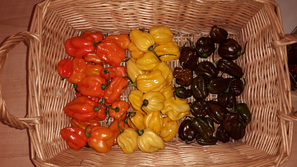 Chiligarten Reutlingen