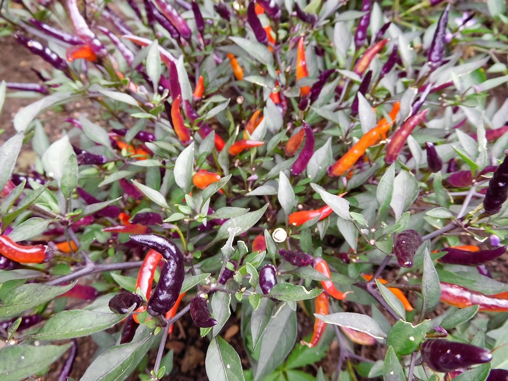 Chiligarten Reutlingen