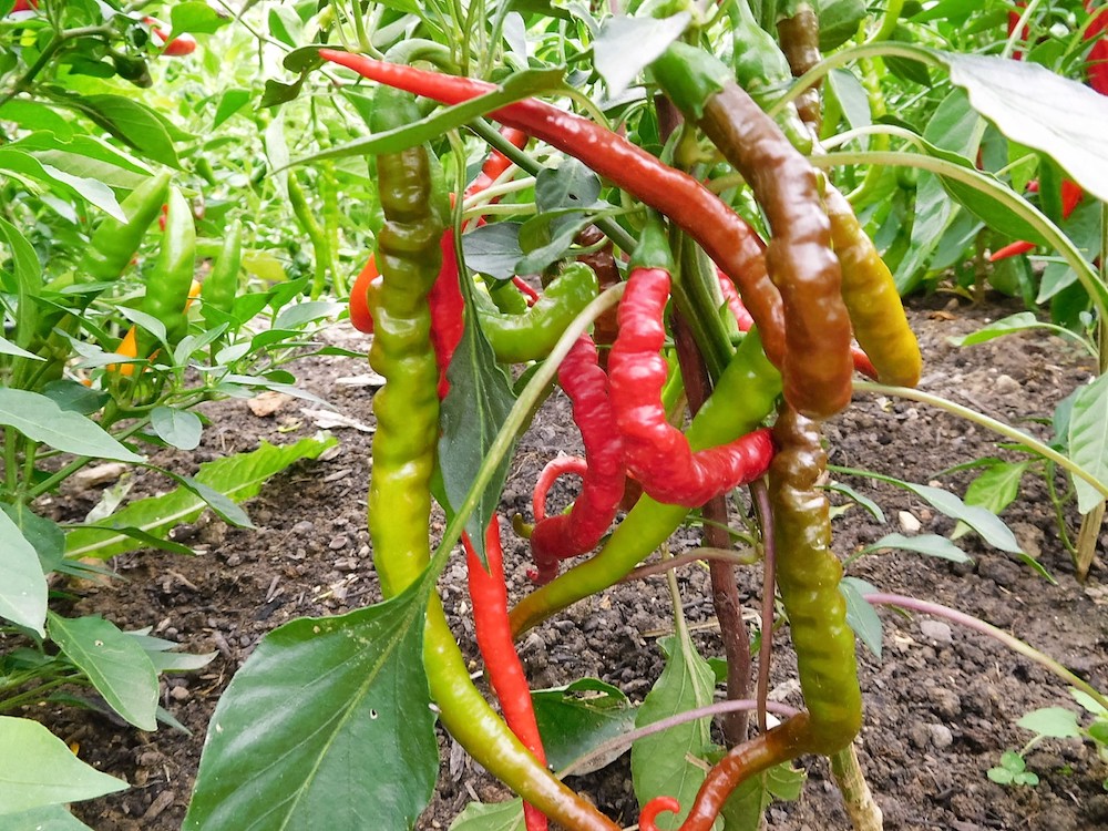 Chiligarten Reutlingen