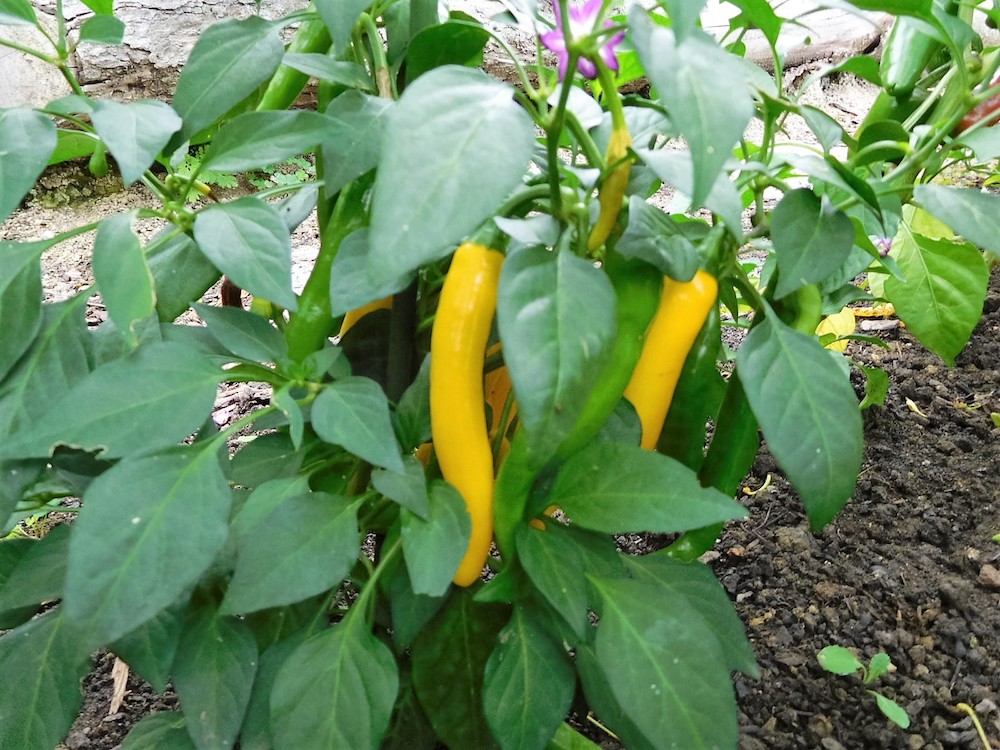 Chiligarten Reutlingen