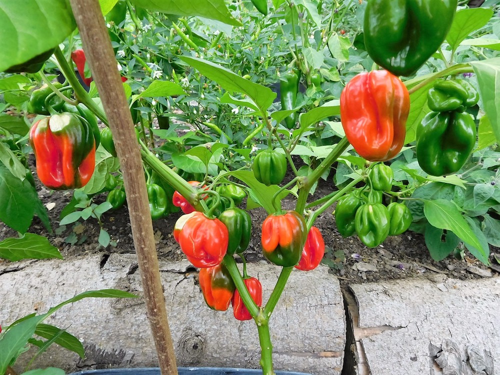 Chiligarten Reutlingen